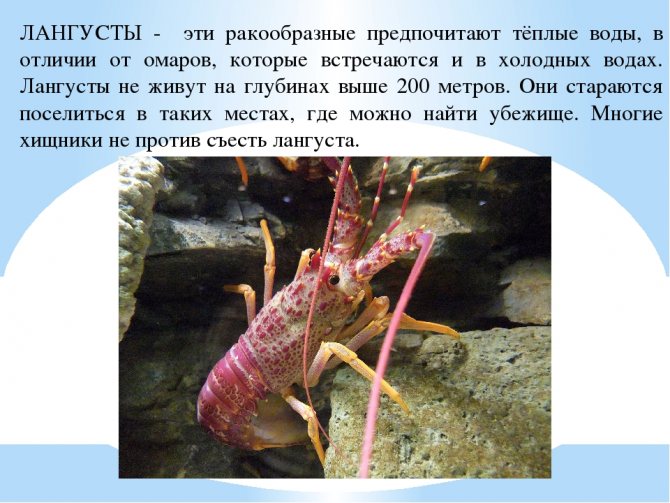 Особенности лангустов