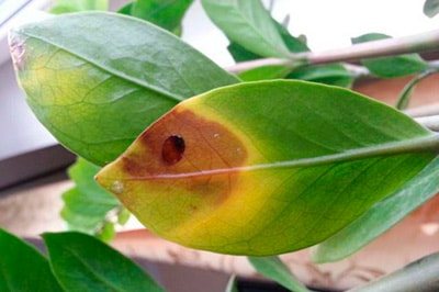 ожоги-листьев-на-замиокулькасе-фото