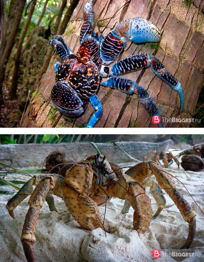 Пальмовый вор