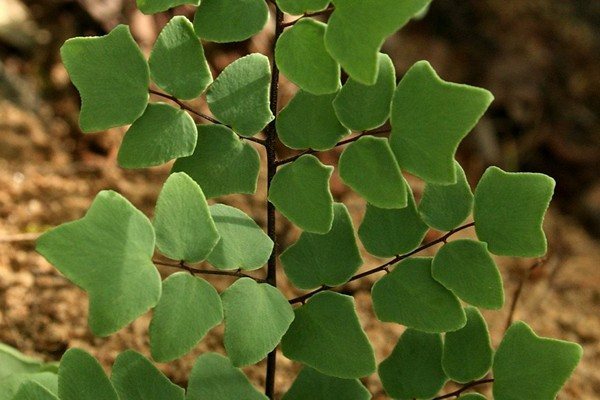 папоротник пеллея