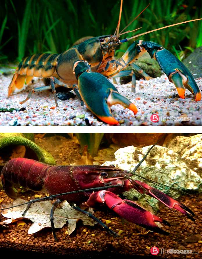 Парастацидовые раки