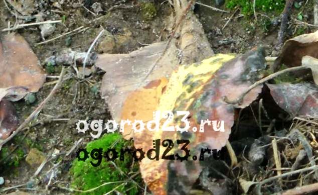 Парша на яблоне как бороться 4