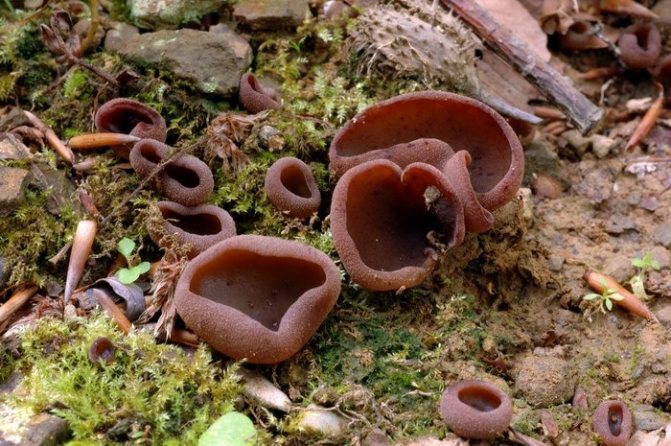 Пецица темно-каштановая