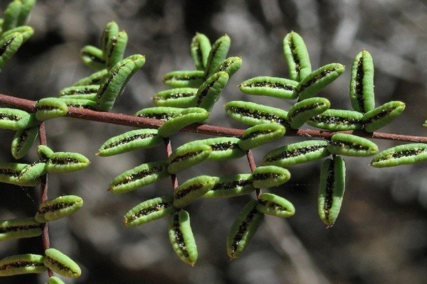 пеллея фото