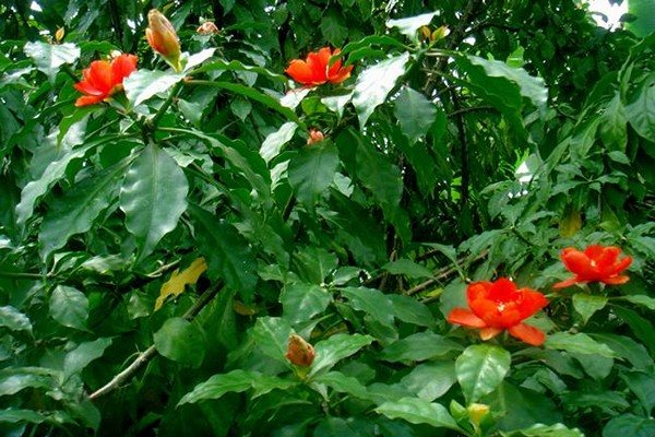 пеллея фото