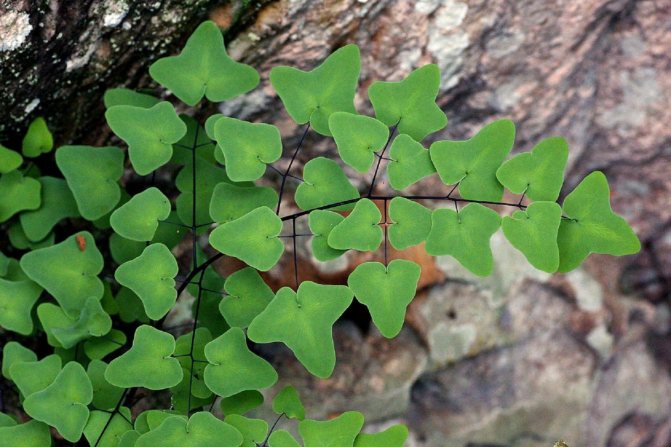 Пеллея копьевидная