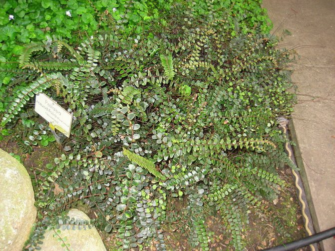 Пеллея круглолистная (Pellaea rotundifolia)