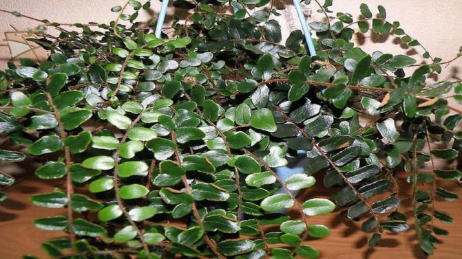 Пеллея круглолистная