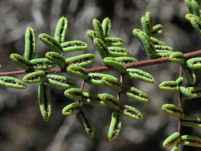 Пеллея крючковатая