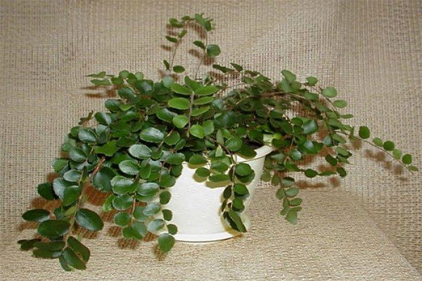 пеллея пеллея круглолистная папоротник пеллея пеллея фото пеллея комнатный пеллея уход