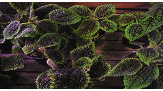 Пеллея тёмно-пурпурная