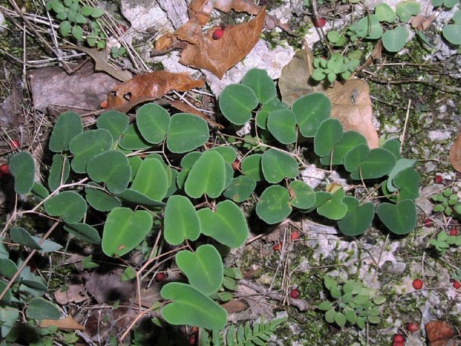 Пеллея яйцевидная