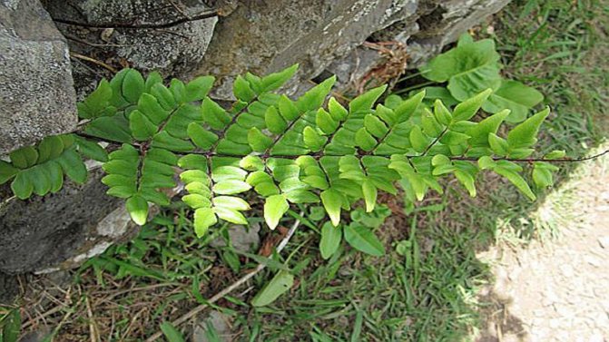 Пеллея зелёная