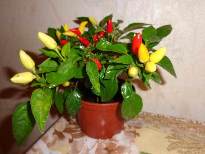Перец чили: как вырастить в домашних условиях