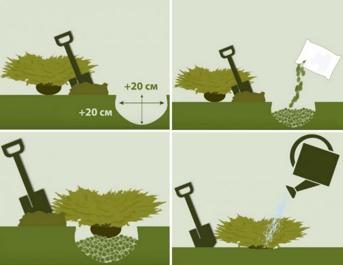 Пересадка можжевельника