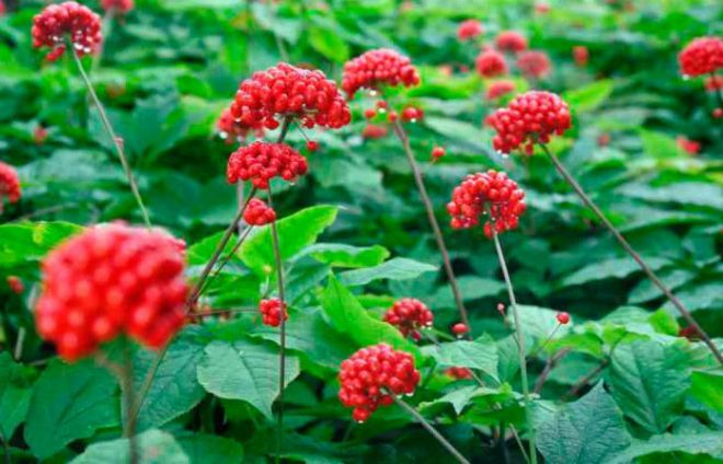 пересадка женьшеня