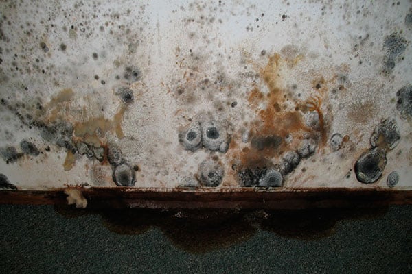 Плесень в погребе