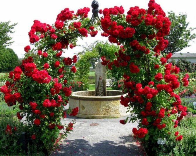 Плетистая роза в дизайне участка