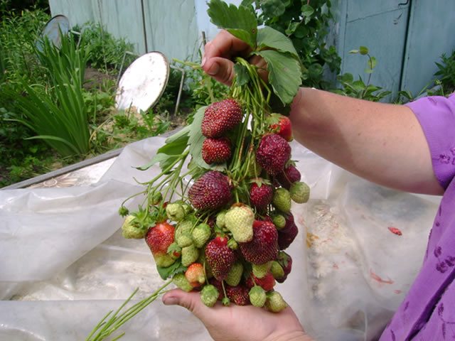 Плодоносящие кисти клубники сорт Фейерверк