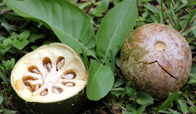 Плоды дерева Баиль