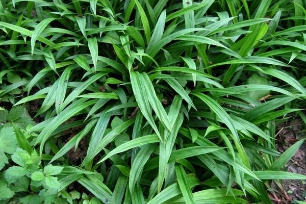 Почему не цветут лилии: влияние качества посадочного материала