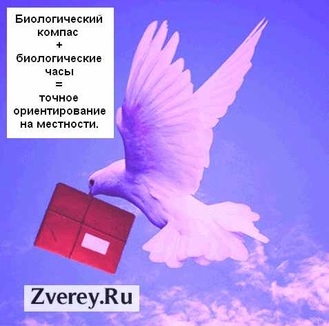 Почтовый голубь