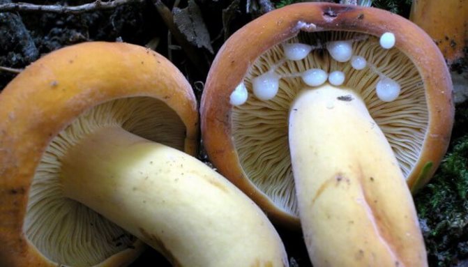 Подмолочник