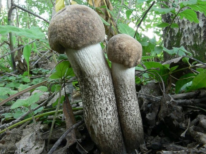 Подосиновик серый