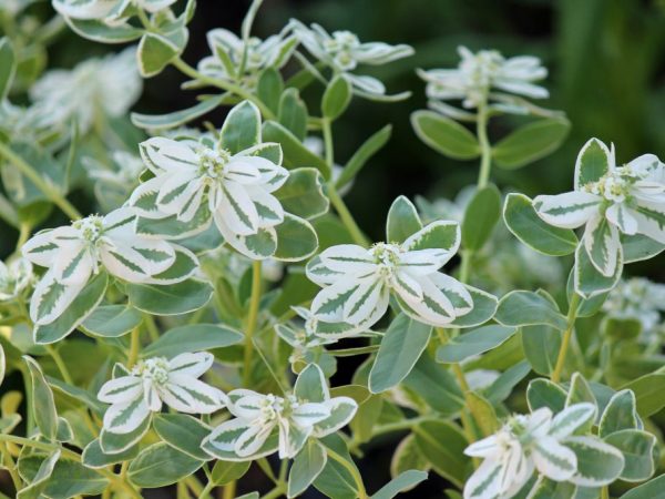 Поливать желательно вечером