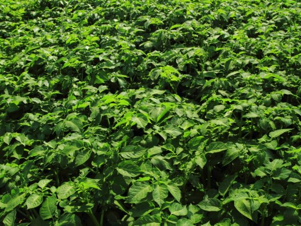 Польза и вред ботвы картофеля