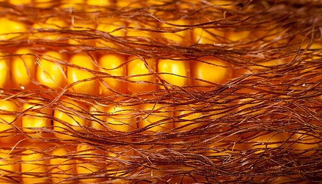 Польза кукурузных рыльц