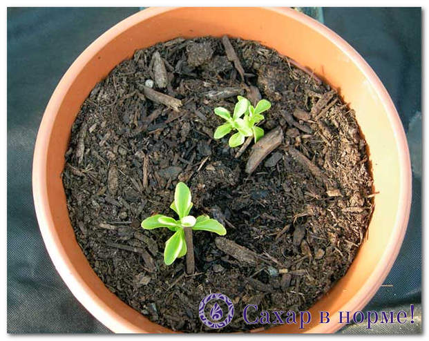 посадка стевии семенами