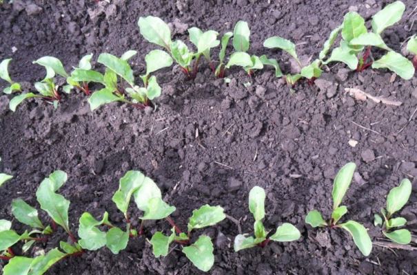 посадка свеклы 1