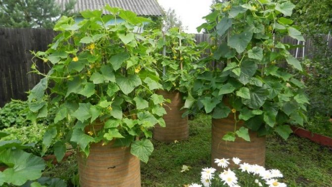 Пошаговое выращивание огурцов в бочке, фото и полезные советы