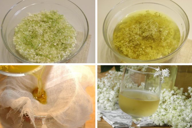 Приготовление настойки из цветов бузины