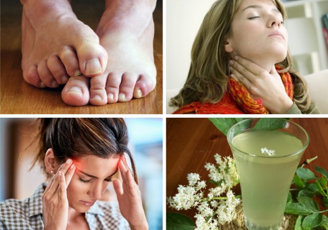 Применение отвара бузины