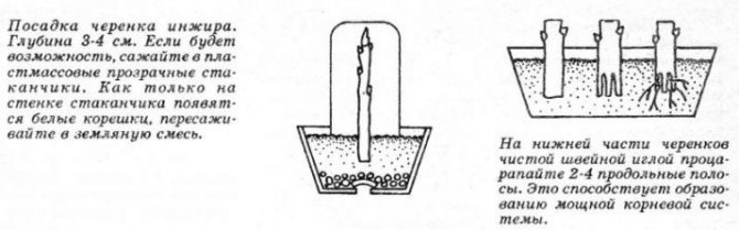 Простые способы, как размножить инжир черенками в домашних условиях