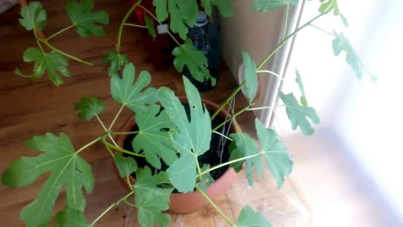 Простые способы, как размножить инжир черенками в домашних условиях