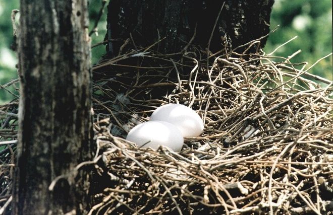 Птенцов самец и самка высиживают по очереди