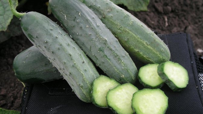 'Раннеспелый гибрид огурцов