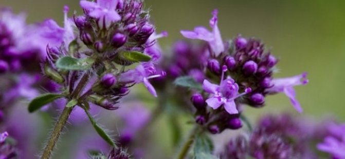 Распространённый вид