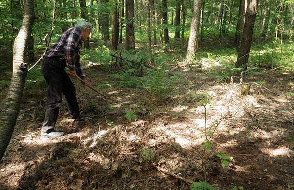 рододендрон посадка осенью и уход в открытом грунте