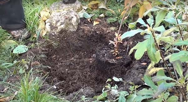 рододендрон посадка осенью и уход в открытом грунте