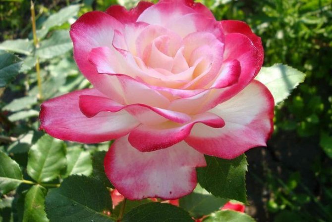 Роза Юбилей Принца де Монако