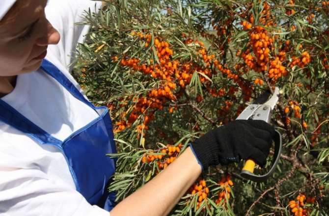 Сбор урожая облепихи