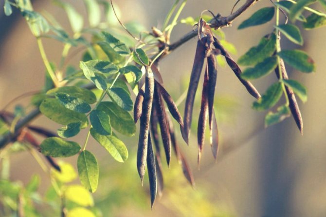 семена акации мимозы