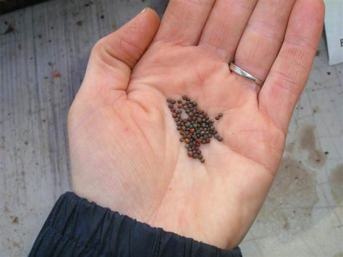 Сеять белокочанную капусту в Подмосковье рекомендуется за 1,5-2 месяца до помещения ее на постоянное место