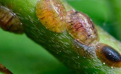 щитовки-на-замиокулькасе-фото