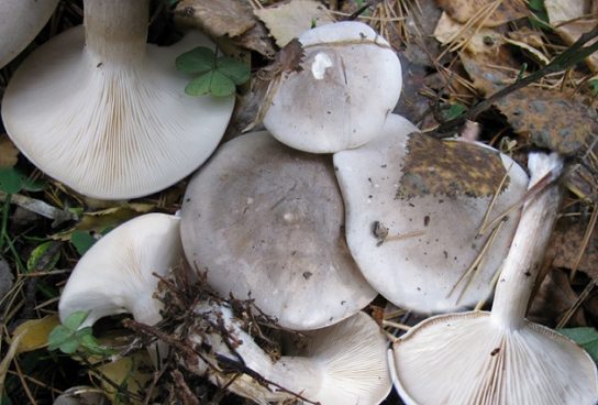 Шляпка серой говорушки