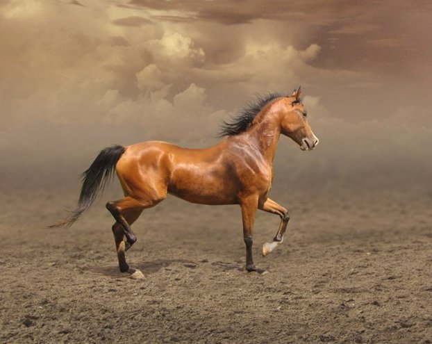 Скаковые лошади очень дорогие